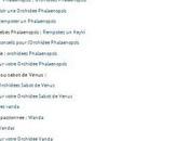 Tous conseils pour Orchidées sont cette page