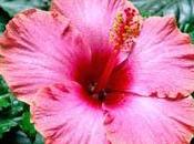plante famille mauves: hibiscus rose Chine