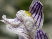 Linaire rampante (Linaria repens)