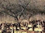 L'agroforesterie appliquée viticulture, marche
