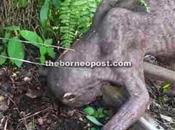 étrange créature attaque ouvriers Indonésie