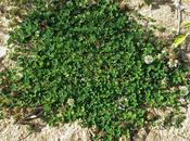 Trèfle rampant (Trifolium repens)