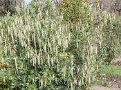 Garrya elliptica