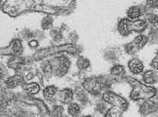 THOGOTOVIRUS: Bourbon, nouveau virus mortel transmis morsure tique Emerging Infectious Disease