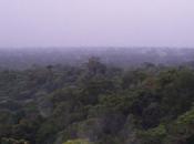 L'addiction forêt guyanaise soigne-t-elle