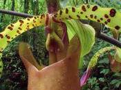 Drôles plantes, superbe documentaire Orchidées