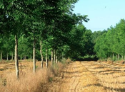 L'agroforesterie replante arbres milieu cultures