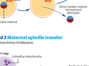 Vrais faux enjeux transfert mitochondrial