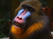 L'IMAGE JOUR: Singe mandrill