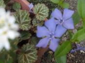 Calendrier plantes pour mars