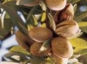 SANTÉ CARDIOVASCULAIRE: Noix cacahuètes, petit secret longue JAMA Internal Medicine