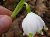 Leucojum vernum
