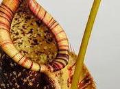 Nepenthes, plante carnivore, elle intelligente