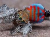 Deux nouveaux types d’araignées paons découverts Australie
