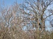 Prunus dulcis cerasifera fleurs