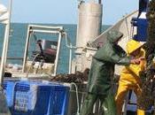 Charente-Maritime Label Rouge pour moules filières