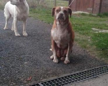 SOS Triste histoire de 2 chiens en Normandie dans le Calvados
