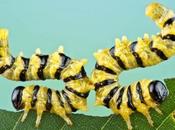 photos macro d'insectes Colin Hutton