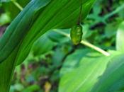 Streptopus amplexifolius (Streptope feuilles embrassantes)