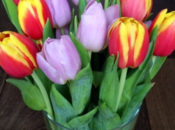 Évitez mélanger tulipes jonquilles dans même vase