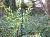 prunier 'Crimson Glo'