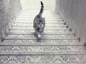 fait chat monte descend