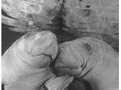 Grosse frayeur pourchassée lamantin