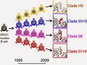 #Cell #cellulesB #clade #anticorpsVRC01 #VIH-1 #HIV-1Maturation diversité générations devenir lignée anticorps VRC01 période d’infection chronique VIH-1