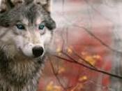 loups, nouvelle Dany Tremblay…