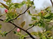 Pseudocydonia sinensis