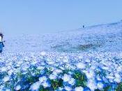 Plus millions Nemophila blues fleurissent naturellement japon