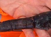 couteau rarissime l'âge bronze découvert Danemark