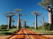 Allée Baobabs Madagascar