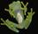 Découverte d’une espèce grenouille ressemble Kermit