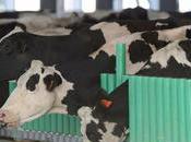 laiteries boycottent Ferme mille vaches
