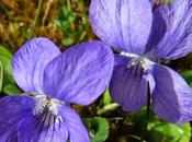 Viola riviniana (Violette Rivin)