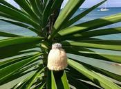 Marie-Galante palm