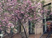 💓🌸🌳Une balade improvisée après-midi. #NYC #spring #Brooklyn...