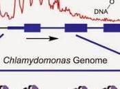 #N6-Méthyldéoxyadénosine #Chlamydomonas N6-Méthyldéoxyadénosine comme marqueur sites actifs d’initiation transcription chez Chlamydomonas