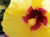 Plante mois plante bonheur" l'Hibiscus.