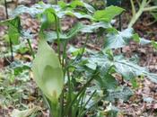 Arum italicum