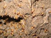 termites pourraient remplacer pompistes?