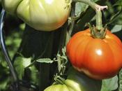 Comment réussir culture tomates