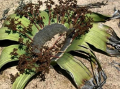 Welwitschia Mirabillis, plante très curieuse Namibie