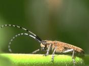 Agapanthia villosoviridescens