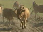 vaches Charente-Maritime aussi leur transhumance