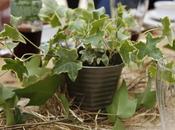 Déjeuner champêtre féminin