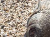 centaines poissons morts plages