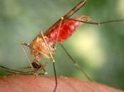 L’ANOPHÈLE: Vecteur paludisme mais également bactéries APHM