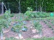 Déco-Jardin Chronique d’un potager ordinaire trois mois après premières plantations 2015